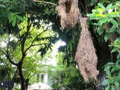 -Fern Forest Cafe