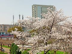 -嘉定紫藤园