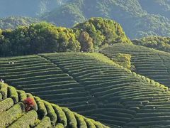 -龙坞茶村