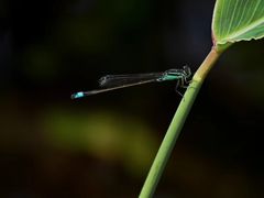 -白鹭湾湿地公园