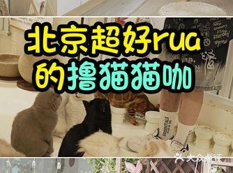 超治愈的撸猫体验——每一只小猫咪都是小天使。
