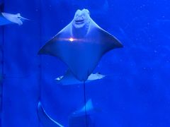 -上海海洋水族馆