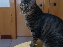 -西安京西宠物医院·瘫痪·疑难杂症