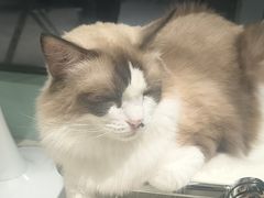 -怪兽屋·羊驼·猫咖·狗咖(俊华广场店)