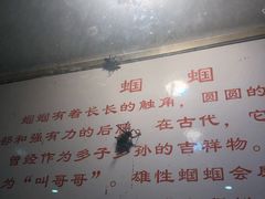 -上海昆虫博物馆