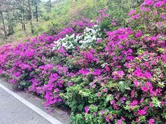 -木兰云雾山