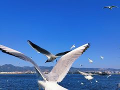 -海埂大坝