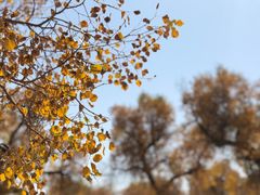 -金塔沙漠胡杨林景区