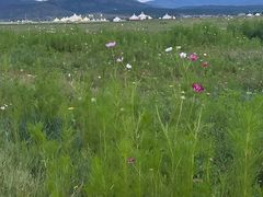 -敕勒川草原