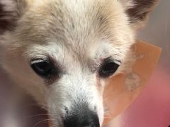 -美联众合动物医院·24h转诊中心
