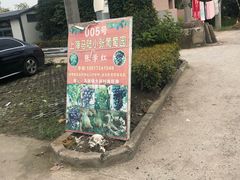 -马陆小张葡萄园农家乐