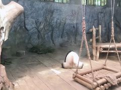 -深圳野生动物园