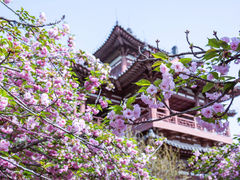 -西安青龙寺遗址景区