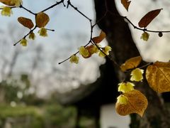 -秋霞圃