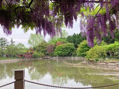 -嘉定紫藤园