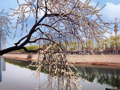 -桃花堤公园