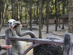 -昆山城市生态森林公园