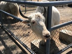 -长白岛森林公园