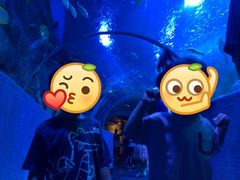 -芜湖新华联大白鲸海洋公园