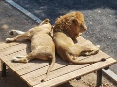 -大连森林动物园