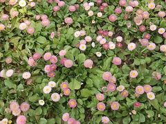 -石家庄市植物园