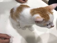 -福懋动物医院·犬猫全科·外科·重症科(杏林分院)