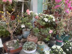 -溪岸路花鸟市场