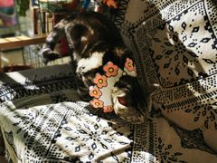 -平行世界·猫咖(首经贸店)