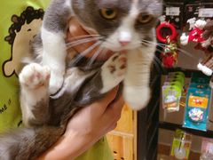 -集宠猫柠宠物生活馆