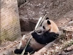 -都江堰中华大熊猫苑