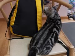 -猫咪派对(江南西店)