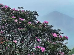 -梧桐山风景名胜区
