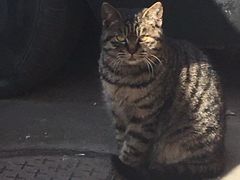 -萌兽医馆·犬猫专科·眼科中心·宠物医院(朝阳门分院)