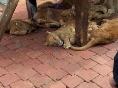 -大连森林动物园