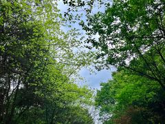 -铁山坪森林公园