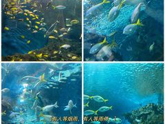 -上海海洋水族馆