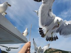 -海驴岛(荣成市)