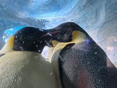 -海合安成都极地海洋公园