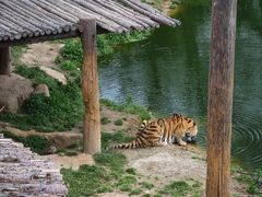 -西霞口神雕山野生动物世界