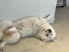 -怪兽屋·羊驼·猫咖·狗咖(俊华广场店)