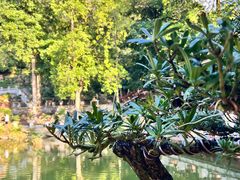 -深圳仙湖植物园
