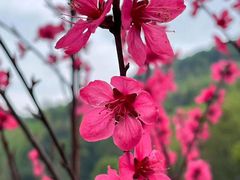 -桃花岭景区
