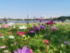 -海珠湖公园