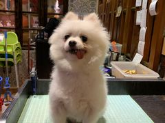 -more than meow吴止猫主题餐厅(承德 中船汇店)