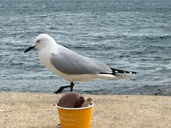 -Patagonia Chocolates(皇后镇店)