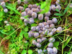 -铁山坪森林公园