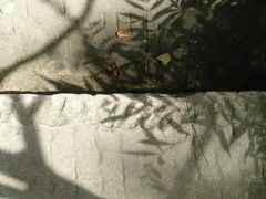-南山植物园