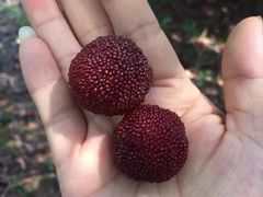 -西山樟坞健康果园枇杷杨梅采摘