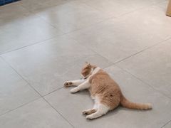 -伟伟宠物医院·CT影像中心·瑞派犬猫综合性门诊(汉口总院)