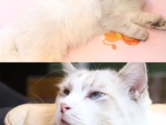 -李小姐の猫咖啡馆(五角场店)
